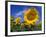 Sunflowers, Illinois, USA-Lynn M. Stone-Framed Photographic Print