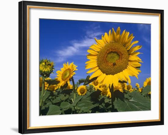 Sunflowers, Illinois, USA-Lynn M. Stone-Framed Photographic Print