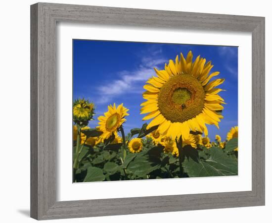 Sunflowers, Illinois, USA-Lynn M. Stone-Framed Photographic Print