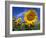 Sunflowers, Illinois, USA-Lynn M. Stone-Framed Photographic Print