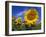 Sunflowers, Illinois, USA-Lynn M. Stone-Framed Photographic Print