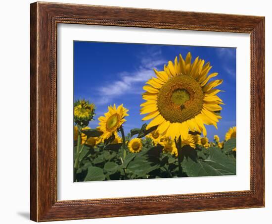 Sunflowers, Illinois, USA-Lynn M. Stone-Framed Photographic Print