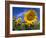 Sunflowers, Illinois, USA-Lynn M. Stone-Framed Photographic Print