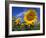 Sunflowers, Illinois, USA-Lynn M. Stone-Framed Photographic Print