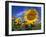 Sunflowers, Illinois, USA-Lynn M. Stone-Framed Photographic Print