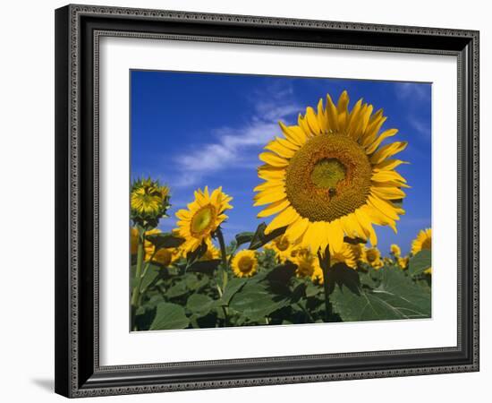 Sunflowers, Illinois, USA-Lynn M. Stone-Framed Photographic Print