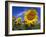 Sunflowers, Illinois, USA-Lynn M. Stone-Framed Photographic Print