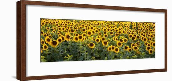 Sunflowers in a Field, Bouches-Du-Rhone, Provence, France-null-Framed Photographic Print