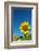 Sunflowers in a field, France-Sakis Papadopoulos-Framed Photographic Print