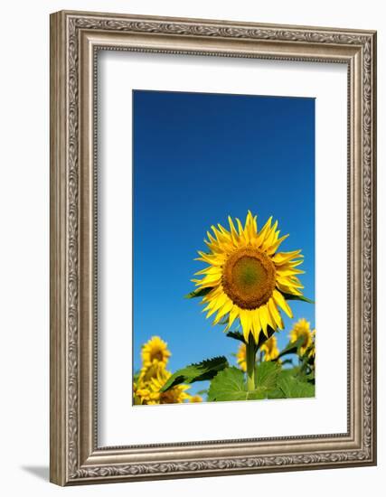 Sunflowers in a field, France-Sakis Papadopoulos-Framed Photographic Print