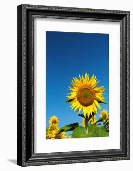 Sunflowers in a field, France-Sakis Papadopoulos-Framed Photographic Print