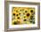 Sunflowers in a field near Rome, Lazio, Italy-Photo Escapes-Framed Photographic Print