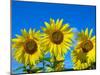 Sunflowers in bloom, Norfolk, England, UK-Ernie Janes-Mounted Photographic Print