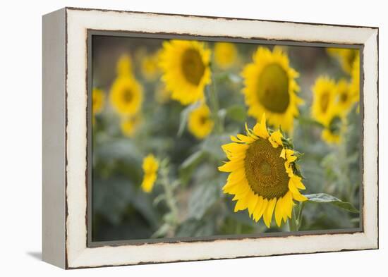 Sunflowers in Field, Tuscany, Italy-Martin Child-Framed Premier Image Canvas