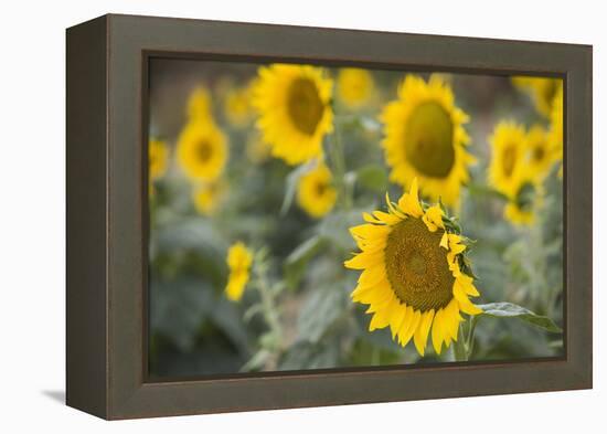 Sunflowers in Field, Tuscany, Italy-Martin Child-Framed Premier Image Canvas