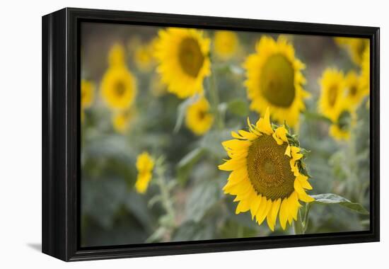 Sunflowers in Field, Tuscany, Italy-Martin Child-Framed Premier Image Canvas