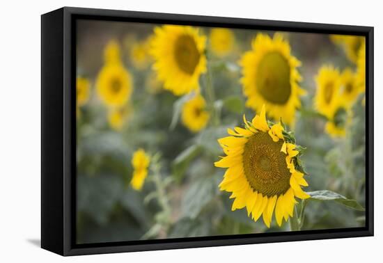 Sunflowers in Field, Tuscany, Italy-Martin Child-Framed Premier Image Canvas