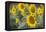 Sunflowers in Field, Tuscany, Italy-Martin Child-Framed Premier Image Canvas