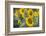 Sunflowers in Field, Tuscany, Italy-Martin Child-Framed Premium Photographic Print