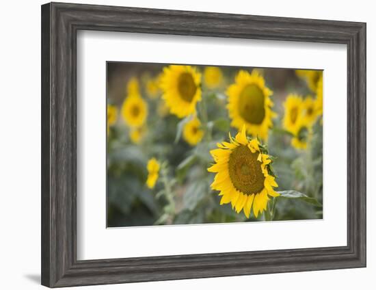 Sunflowers in Field, Tuscany, Italy-Martin Child-Framed Premium Photographic Print