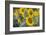 Sunflowers in Field, Tuscany, Italy-Martin Child-Framed Premium Photographic Print