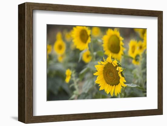 Sunflowers in Field, Tuscany, Italy-Martin Child-Framed Premium Photographic Print