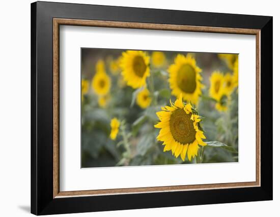 Sunflowers in Field, Tuscany, Italy-Martin Child-Framed Premium Photographic Print