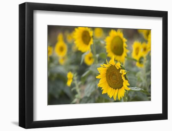 Sunflowers in Field, Tuscany, Italy-Martin Child-Framed Premium Photographic Print