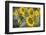 Sunflowers in Field, Tuscany, Italy-Martin Child-Framed Premium Photographic Print