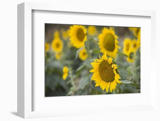 Sunflowers in Field, Tuscany, Italy-Martin Child-Framed Premium Photographic Print