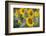 Sunflowers in Field, Tuscany, Italy-Martin Child-Framed Premium Photographic Print