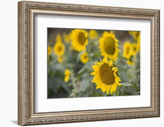 Sunflowers in Field, Tuscany, Italy-Martin Child-Framed Photographic Print