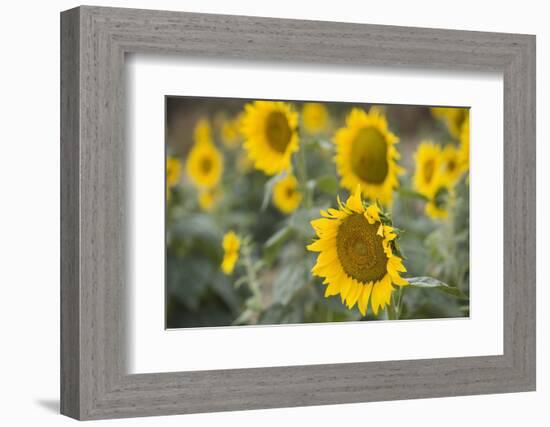 Sunflowers in Field, Tuscany, Italy-Martin Child-Framed Photographic Print