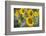 Sunflowers in Field, Tuscany, Italy-Martin Child-Framed Photographic Print