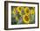 Sunflowers in Field, Tuscany, Italy-Martin Child-Framed Photographic Print