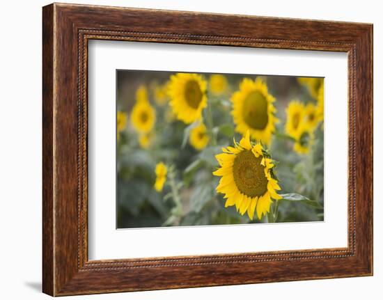 Sunflowers in Field, Tuscany, Italy-Martin Child-Framed Photographic Print