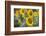 Sunflowers in Field, Tuscany, Italy-Martin Child-Framed Photographic Print