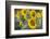 Sunflowers in Field, Tuscany, Italy-Martin Child-Framed Photographic Print