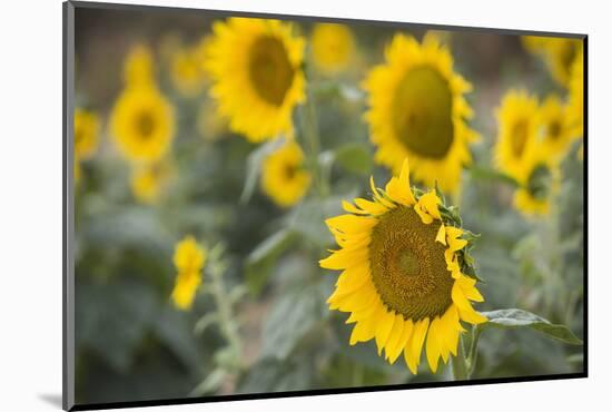 Sunflowers in Field, Tuscany, Italy-Martin Child-Mounted Photographic Print