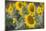 Sunflowers in Field, Tuscany, Italy-Martin Child-Mounted Photographic Print