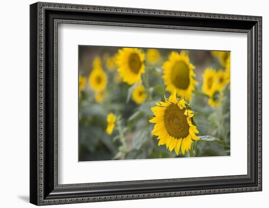 Sunflowers in Field, Tuscany, Italy-Martin Child-Framed Photographic Print