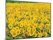 Premium Photographic Print