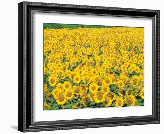 Sunflowers in Field-null-Framed Photographic Print