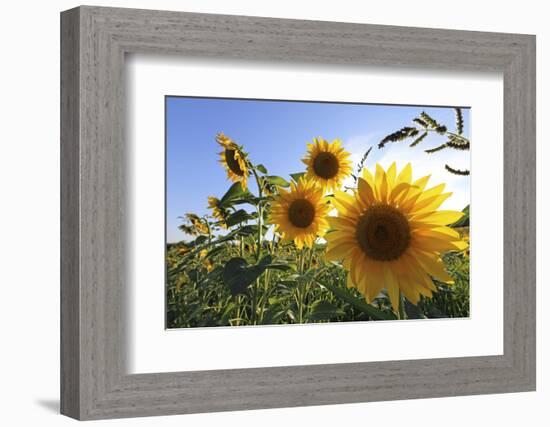 Sunflowers in Full Bloom During August in a Field Near Perugia, Umbria, Italy-William Gray-Framed Photographic Print