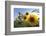 Sunflowers in Full Bloom During August in a Field Near Perugia, Umbria, Italy-William Gray-Framed Photographic Print