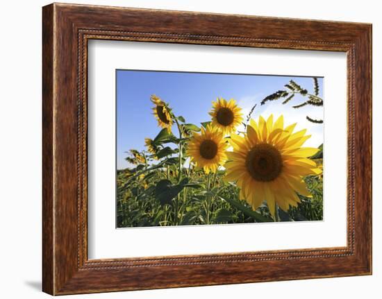 Sunflowers in Full Bloom During August in a Field Near Perugia, Umbria, Italy-William Gray-Framed Photographic Print