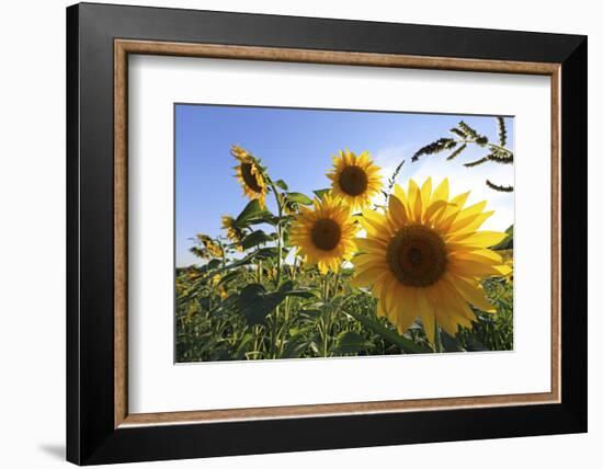 Sunflowers in Full Bloom During August in a Field Near Perugia, Umbria, Italy-William Gray-Framed Photographic Print