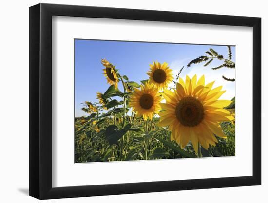 Sunflowers in Full Bloom During August in a Field Near Perugia, Umbria, Italy-William Gray-Framed Photographic Print