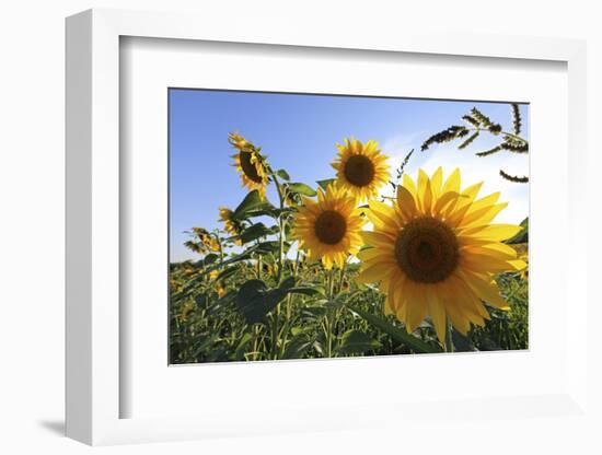 Sunflowers in Full Bloom During August in a Field Near Perugia, Umbria, Italy-William Gray-Framed Photographic Print