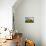 Sunflowers in Full Bloom During August in a Field Near Perugia, Umbria, Italy-William Gray-Mounted Photographic Print displayed on a wall